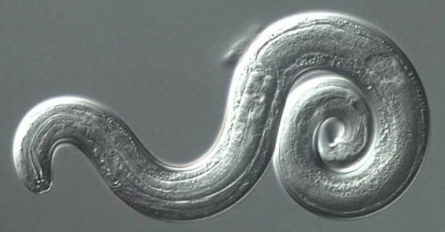 Image: CDC